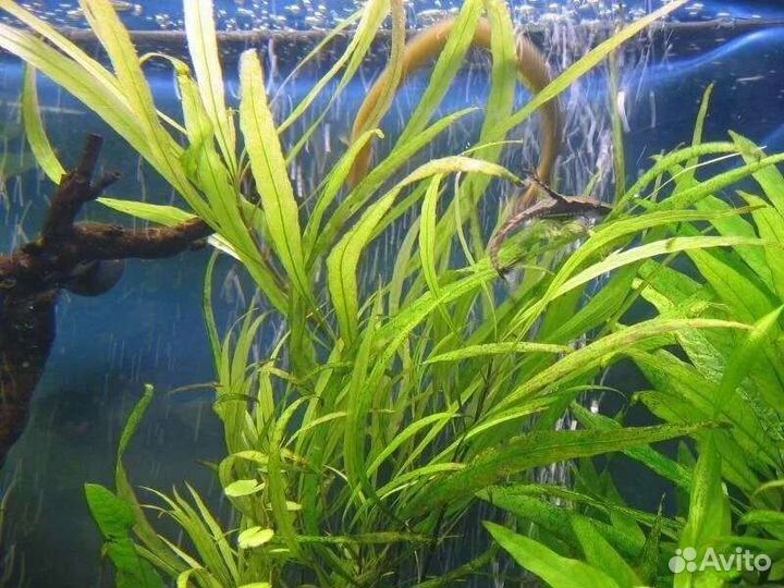 Валиснерия спиральная, криптокорина,роголистник