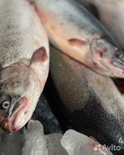 Форель охлажденная непотрошенная