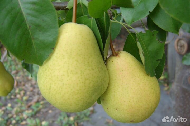 Саженцы плодово-ягодных культур