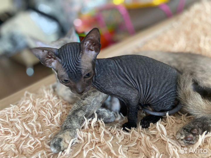 Донской сфинкс