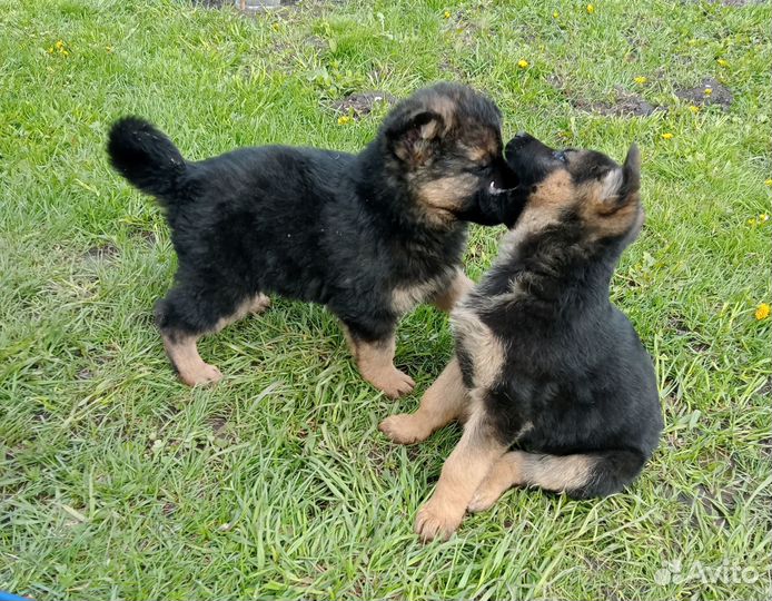Щенки немецкой овчарки