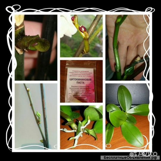 Цитокининовая паста для размножения орхидей