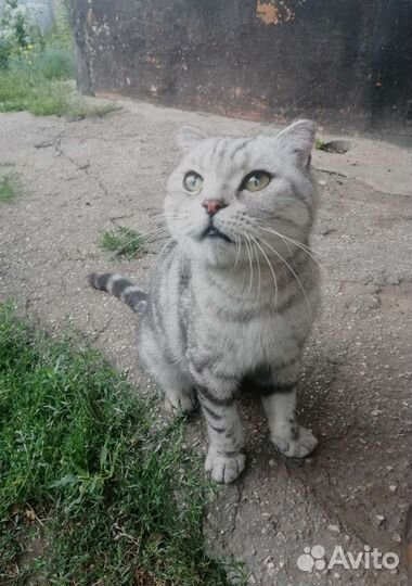 Шотландская