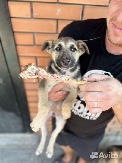 Лучший друг