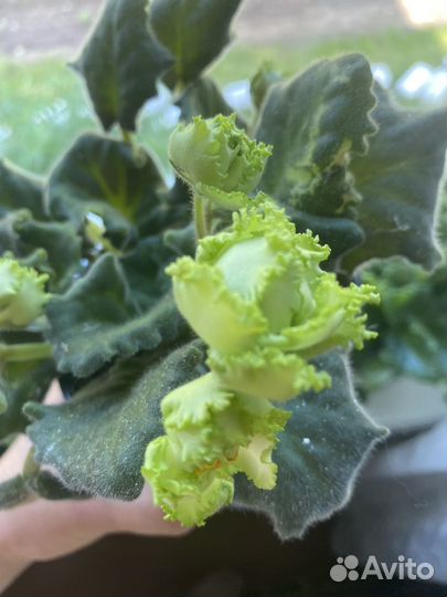 Сортовые фиалки цветущие