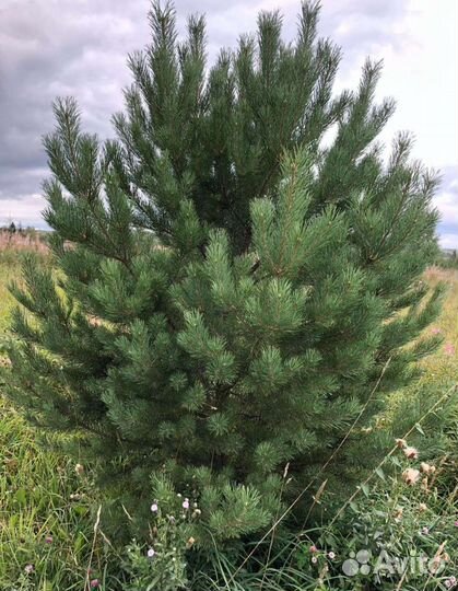 Сосна 2,5м