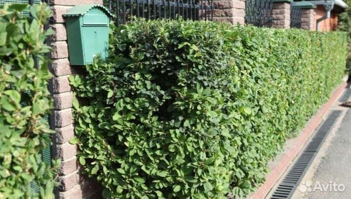 Барбарис зелёный 25-40см в горшках 2 литра