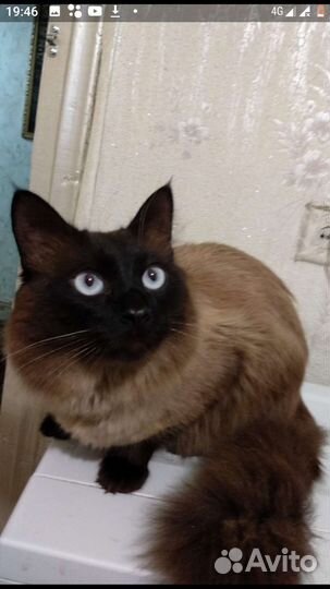 Кот на вязку