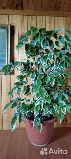 Комнатные растения