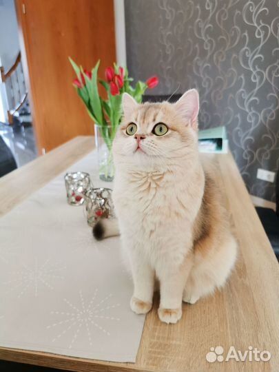 Британская кошка