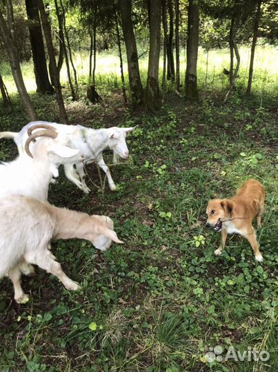 Жир нутреной козий лучшее средство от кашля