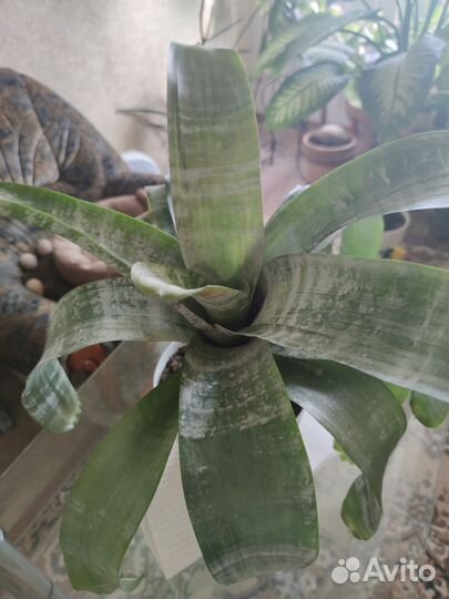 Эхмея полосатая