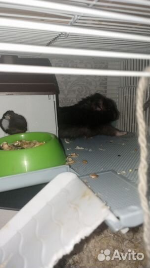 Сирийский хомяк