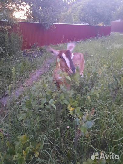 Продается коза дойная