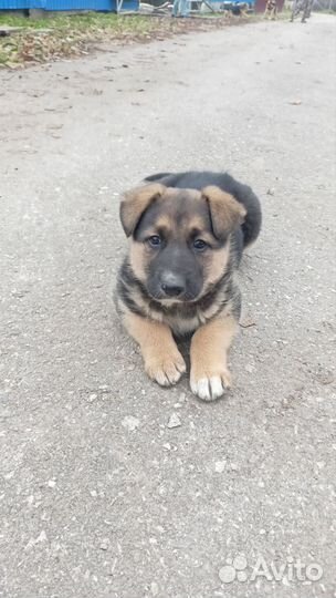 Щенок в добрые руки