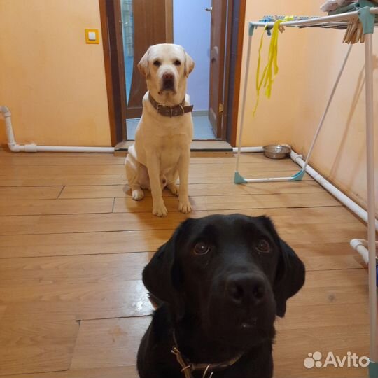 Щенки лабрадора