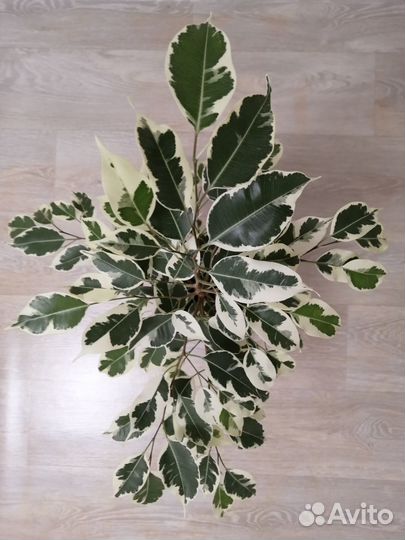 Фикус бенджамина