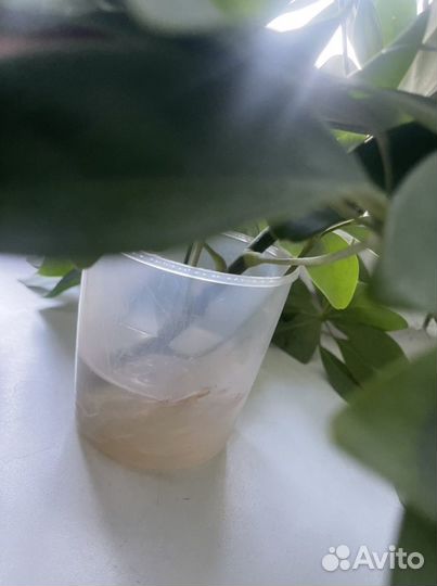 Шефлера мелани и классическая, калатея руфибарба
