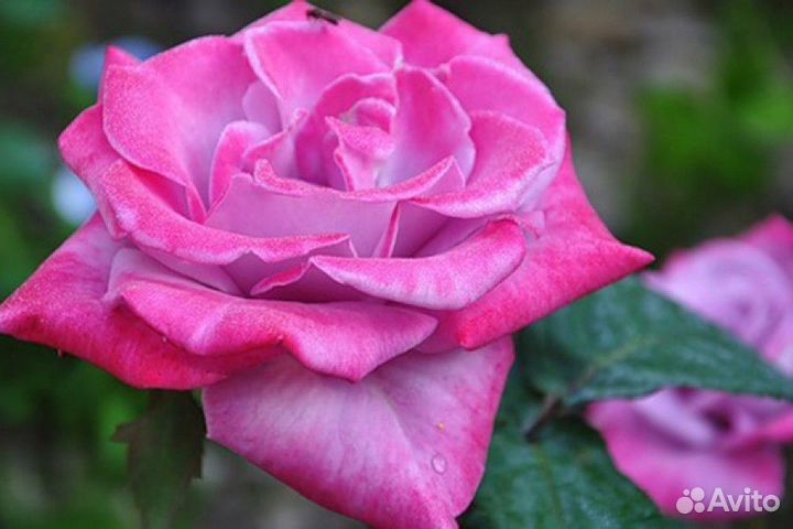 Продажа саженцев роз