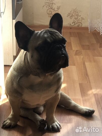 Вязка собак французский бульдог