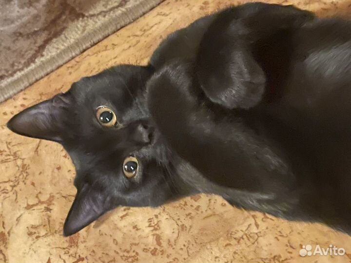 Котик 6 месяцев