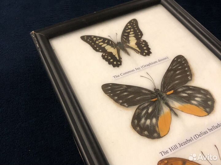 Бабочка в рамке настоящая