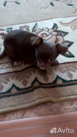 Щенок чихуахуа, девочка