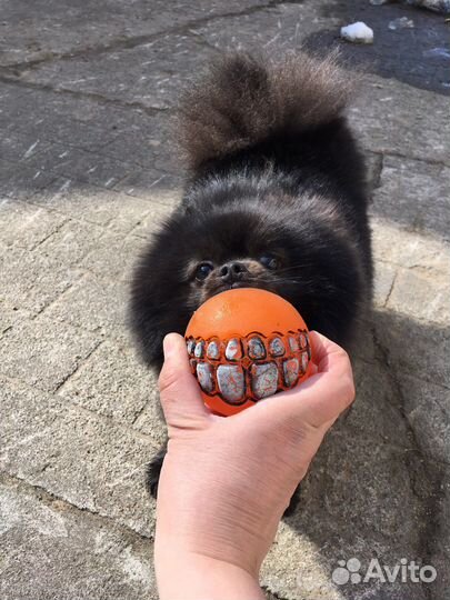 Случка (Вязка) собак, мини шпиц