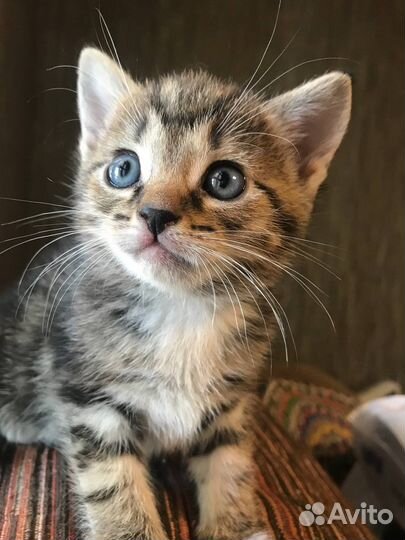 Котята мальчишки в добрые руки