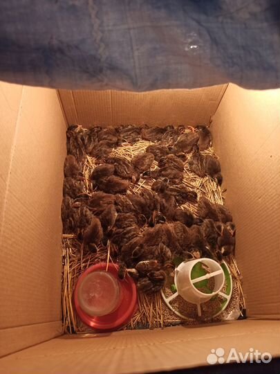 Цыплята цесарки