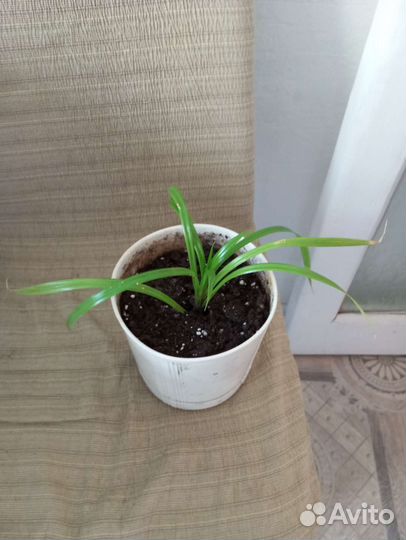 Пальма пандаус