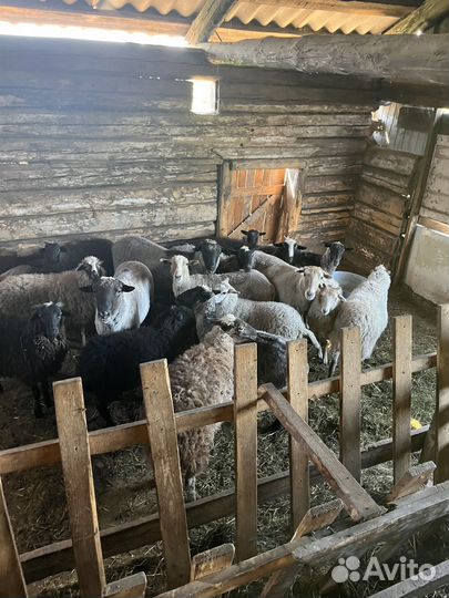 Продам баранов