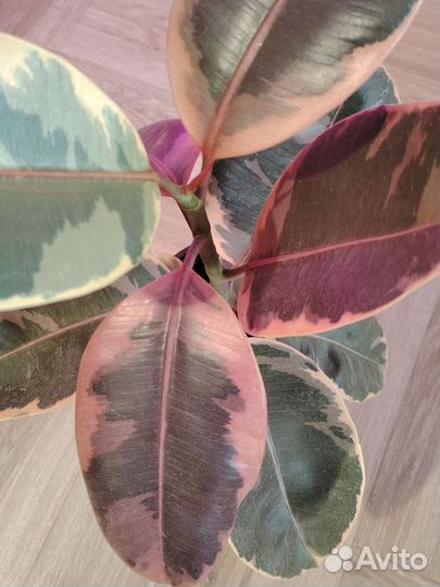 Фикус Белиз