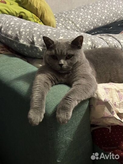 Британская