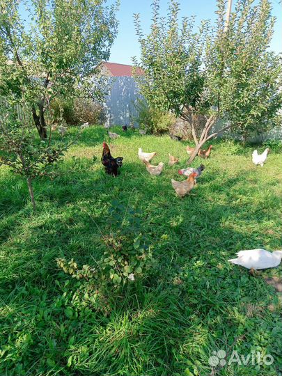 Домашние куриные яйца на еду, доставка бесплатно