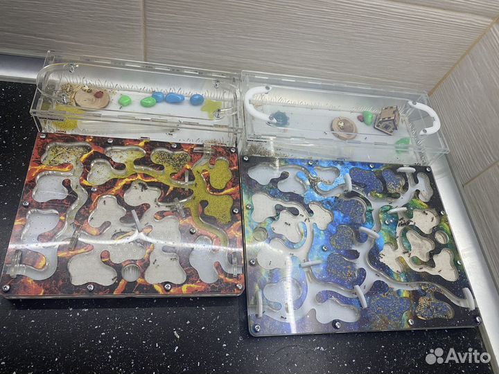 Муравьиная ферма с муравьями