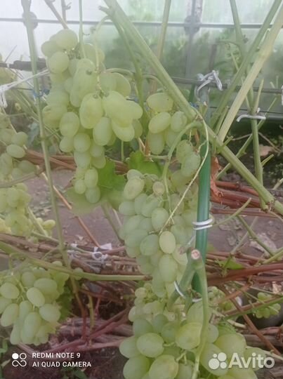 Виноград свежий