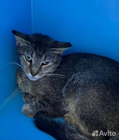 Венди выпускают на улицу