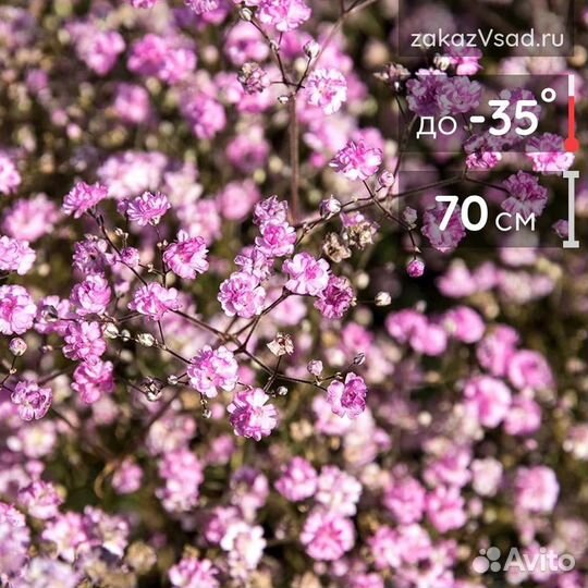 Гипсофила Фламинго