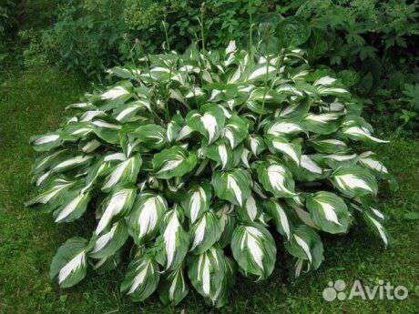 Хоста растение