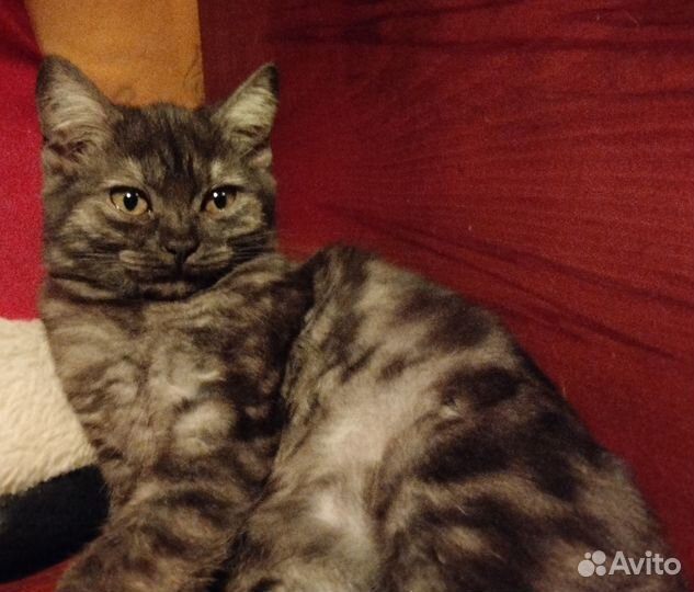 Британец 3 мес. в добрые руки