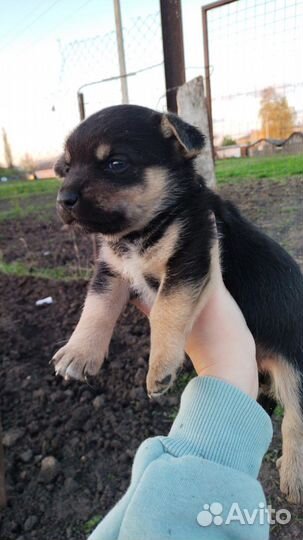 Собака в добрые руки отдам бесплатно