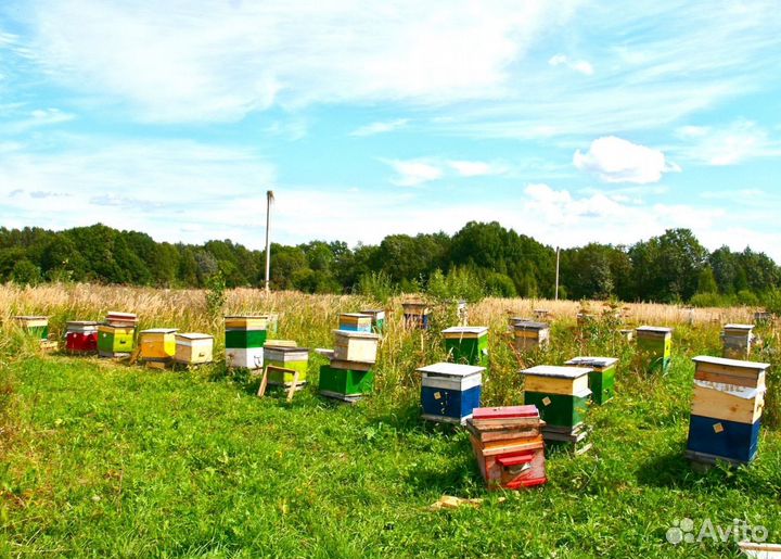 2024 Мёд натуральный из Алтая опт