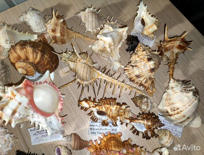 Морские раковины ракушки Мурекс Murex Muricidae