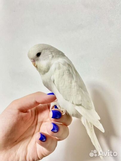 Птенцы Выставочного Волнистого Попугая Чеха Ручные