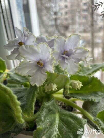 Фиалка сортовая