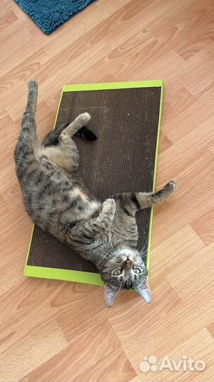 Кошка в дар привита стерилизована