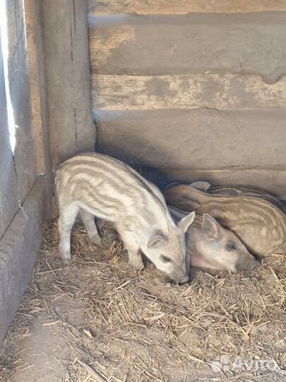 Поросята породы дюрок