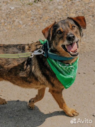 Собака в дар