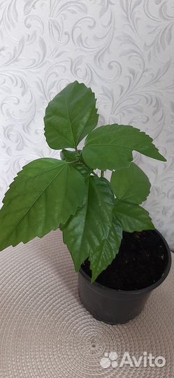 Гибискус махровый